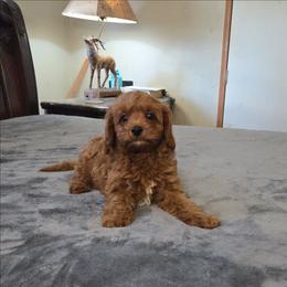 Jack - Red male Cavapoo puppy in Copan, Oklahoma from Tatums cavapoos