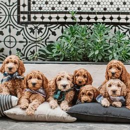 Goldendoodle Puppies from Deer Valley Doodles