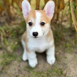 Rosy - Red female Pembroke Welsh Corgi puppy in Hope, Arkansas from Foxy Knoll Farm