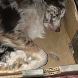 Cinder - Australian Shepherd