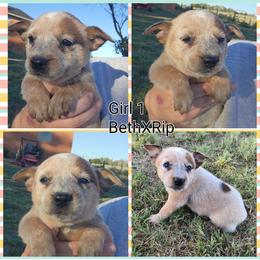 Girl 1 - Red speckled female Australian Cattle Dog puppy in Bradford, Arkansas from Cedar Rock Heelers and Kelpies