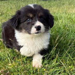 Thumper- Full Fluff - Black and tan male Pembroke Welsh Corgi puppy in Aberdeen, Washington from Coastal country Farms