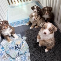 Miniature Australian Shepherd puppies from Higher Elevations Mini Aussies