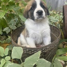 Gale - Brown and white female Saint Berdoodle puppy in Traverse City, Michigan from Bare Paws Saint Berdoodles