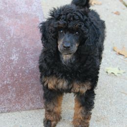 Poodle Puppies from Earthstone Poodle