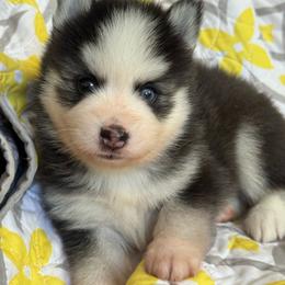 Joey - Gray and white male Pomsky puppy in Mesa, Arizona from Platinum Pomskies