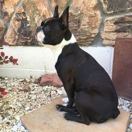 Remi - Boston Terrier