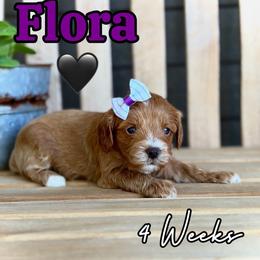 Flora - Red female Cavapoo puppy in Runaway Bay, Texas from Green Ranch Doodles
