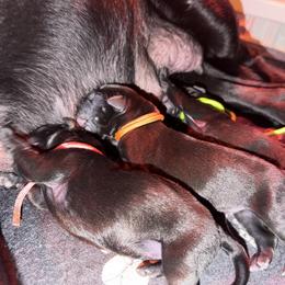 Labrador Retriever Puppies from Brad Gross
