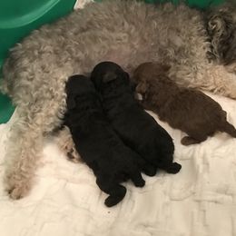 Poodle Puppies from My Little Poodle