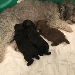 Poodle Puppies from My Little Poodle