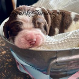 English Springer Spaniel Puppies from Sparks Springer Spaniels