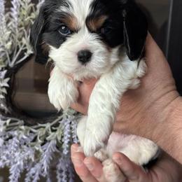 Woody - Tri-color Cavalier King Charles Spaniel puppy in Fontana, California from Magical Cavaliers