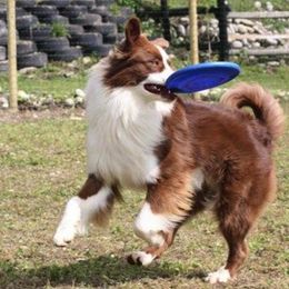 Australian Shepherd All Grown Up from Windmill Australian Shepherds