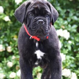 Sterling - Black male Cane Corso puppy in Ashland, Ohio from Ruben Cane Corso