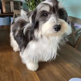 Rio - Havanese