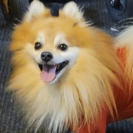 Pomeranians from Lacy's Pom Poms