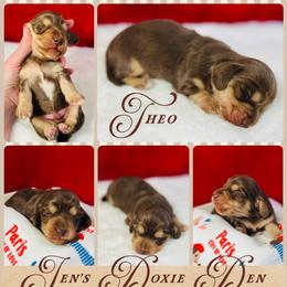 Theo - Chocolate and cream male Dachshund puppy in Pensacola, Florida from Jen's Doxie Den