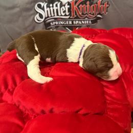 Purple Boy - White and liver male English Springer Spaniel puppy in Lufkin, Texas from Shifletknight Springer Spaniels