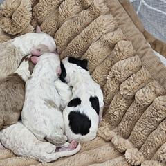 Aussiedoodles from David Shields