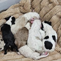 Aussiedoodles from David Shields