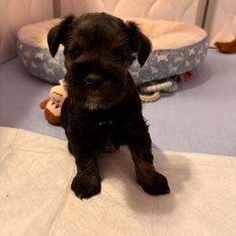 Miniature Schnauzer Puppies from Olde Tyme Miniature Schnauzer’s