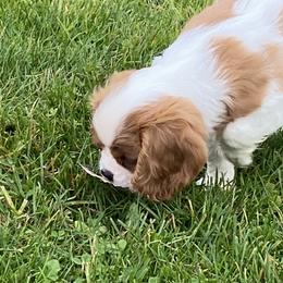 Cavalier King Charles Spaniel Puppies from Patch of Land Acres
