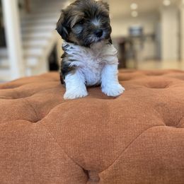 Havanese and Havapoo Puppies from Ladypawspuppies