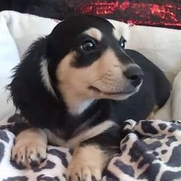 Dachshunds from FurEveritts Dachshunds