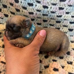 Blue collars - Fawn male Pug puppy in Tucson, Arizona from Furever Friends
