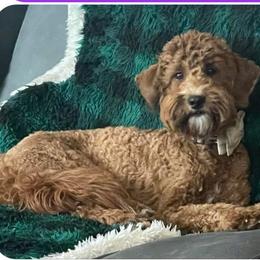 Bodie - Goldendoodle