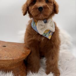 Golden - Red female Bernedoodle puppy in Ocala, Florida from Bernedoodles of Florida