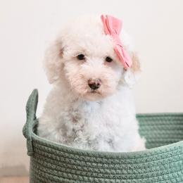 Jessica - Parti female Goldendoodle puppy in Lima, Ohio from Hommel’s Mini Darling Doodles