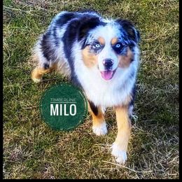 Miniature Australian Shepherd Puppies from Stonehill Aussies