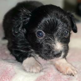 Girl 2 - Black and white female Companion Cross puppy in Davenport, Washington from Lovely Ladies and Little Asses Miniature Equines (L3A Pomeranians & Papillons)