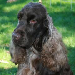 English Cocker Spaniels from Woodwyn Farm