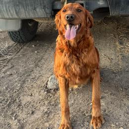 Belle - Golden Retriever