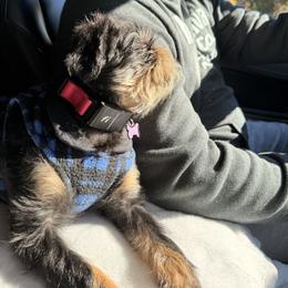 Brussels Griffon and French Bulldog All Grown Up from Team Grubb Frenchies / Grubb's Grumpy Griffs