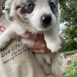 Aussiedoodle, Bulldog, Miniature Australian Shepherd, Poodle, and Toy Australian Shepherd Puppies from Mowry Creek Mini Aussiedoodles and More