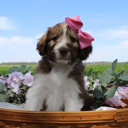 Stella - White and gold female Bordoodle puppy in Ashland, Ohio from Cherry Blossom Doodles