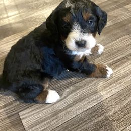 Bernedoodle Puppies from Scarlett Doodles