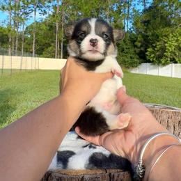 Bear - Black and white male American Corgi puppy in Florida from Sunrise Corgis