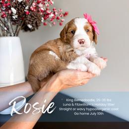 Rosie - Red female Bernedoodle puppy in South Jordan, Utah from Wonderful World Doodles