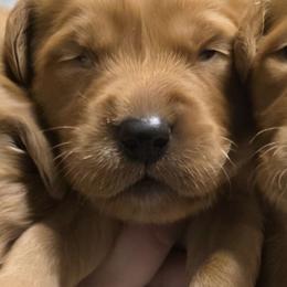 Thunder - Dark golden female Golden Retriever puppy in Princeton, Minnesota from Bewitched Goldens