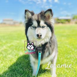 Lari - Pomsky