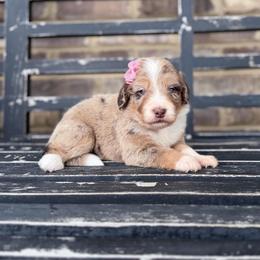Candy Corn - Red merle female Aussiedoodle puppy in Cartersville, Georgia from Simply Blessed Doodles
