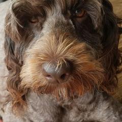 Sadie - Australian Cobberdog