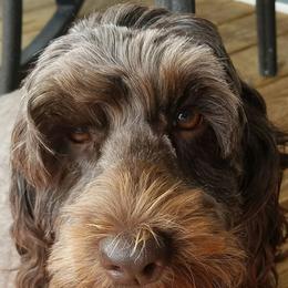 Sadie - Australian Cobberdog