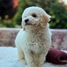 Goldendoodle puppies from Oregon's Oodles of poodles & doodles