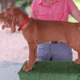 Wirehaired Vizslas from Áldott Wirehaired Vizslas